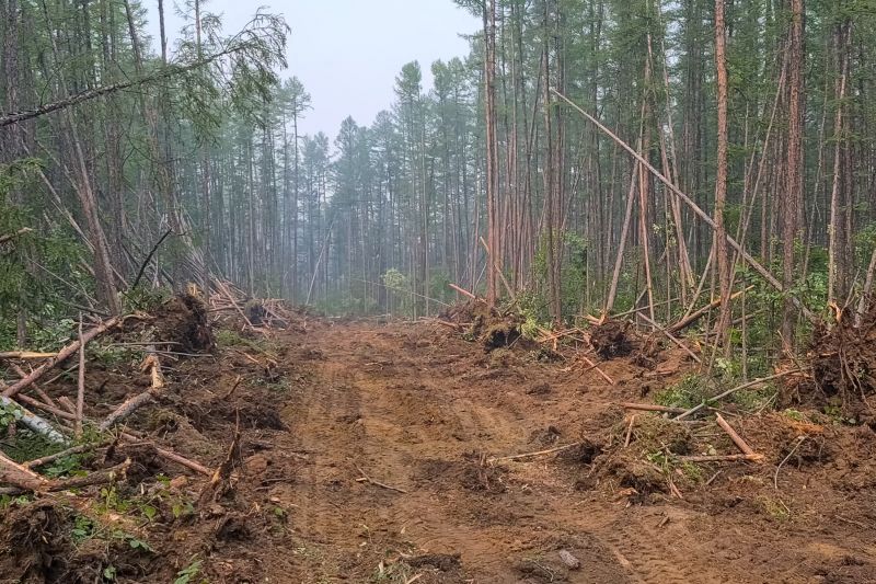 Slope Clearing in Houston, TX
