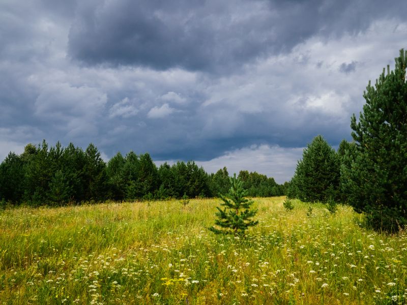 Trees Clearing in Salt Lake City, UT