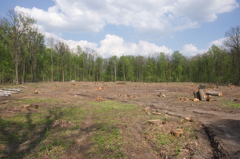 Undergrowth Removal in Atlanta, GA